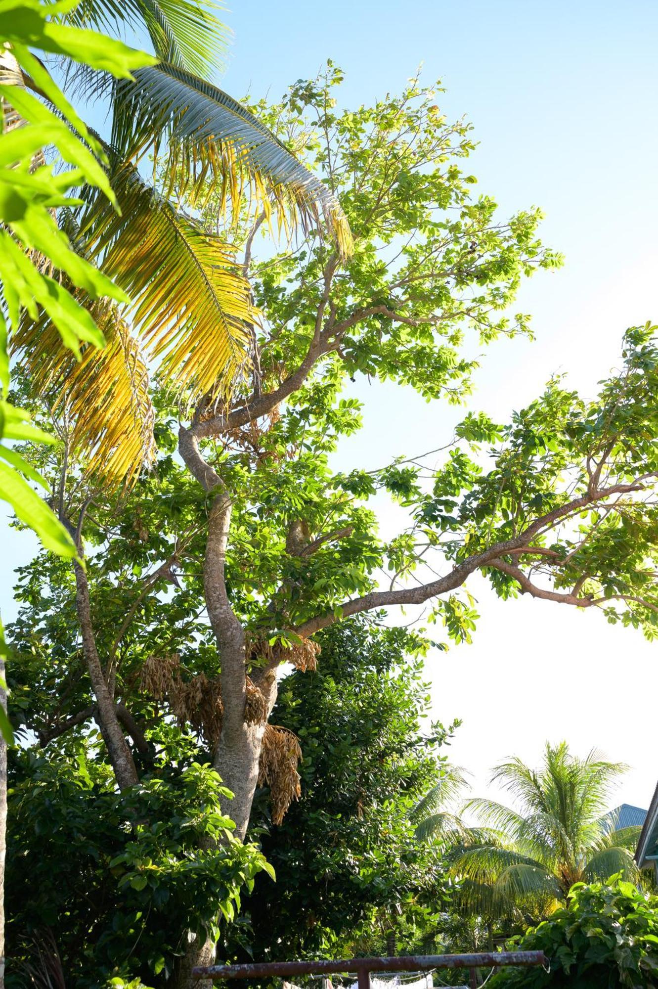 Good Times Vila Gingerland Exterior foto