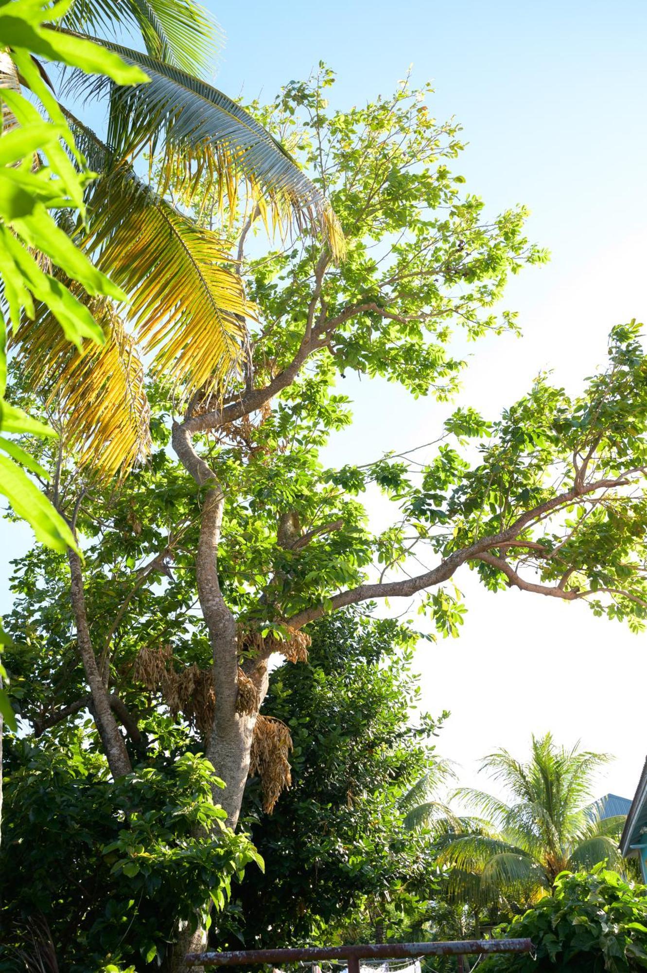 Good Times Vila Gingerland Exterior foto